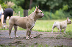 French Bulldogs