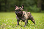 standing French Bulldog