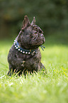 sitting French Bulldog