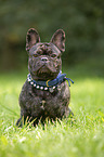sitting French Bulldog