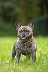 standing French Bulldog