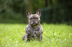 sitting French Bulldog