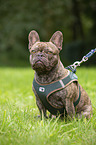 sitting French Bulldog