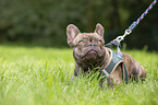 lying French Bulldog