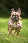 standing French Bulldog