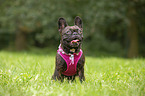 sitting French Bulldog