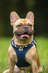 French Bulldog Portrait