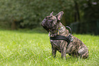 sitting French Bulldog