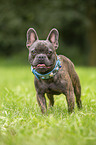 standing French Bulldog