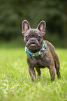 standing French Bulldog