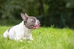 lying French Bulldog
