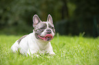 lying French Bulldog
