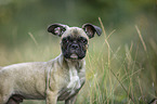 young French Bulldog