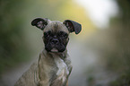 French Bulldog Portrait