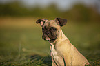 French Bulldog Portrait