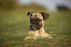 lying young French Bulldog