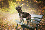 standing French Bulldog