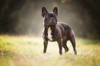 standing French Bulldog