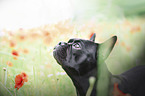 French Bulldog portrait