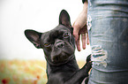 human with French Bulldog