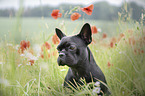 French Bulldog portrait
