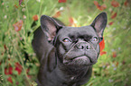 sitting French Bulldog