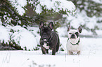 standing French Bulldogs