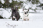 standing French Bulldogs