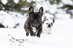 running French Bulldogs