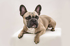 lying French Bulldog