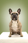 sitting French Bulldog