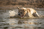 French Bulldog in the water