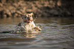 French Bulldog in the water