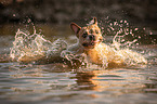 French Bulldog in the water