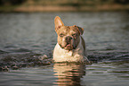French Bulldog in the water