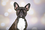 French Bulldog portrait
