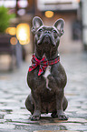 sitting French Bulldog