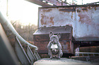 sitting French Bulldog