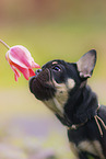 French Bulldog Puppy Portrait