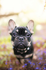 sitting French Bulldog Puppy
