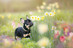 French Bulldog Puppy