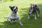 French Bulldog with English Bulldog