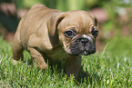 walking French Bulldog Puppy