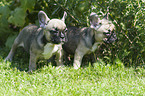 French Bulldog Puppies