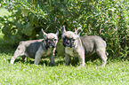 French Bulldog Puppies