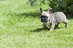 walking French Bulldog Puppy