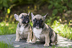 sitting French Bulldog Puppies