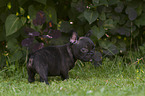 standing French Bulldog Puppy