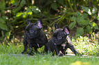 French Bulldog Puppies