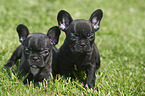 French Bulldog Puppies